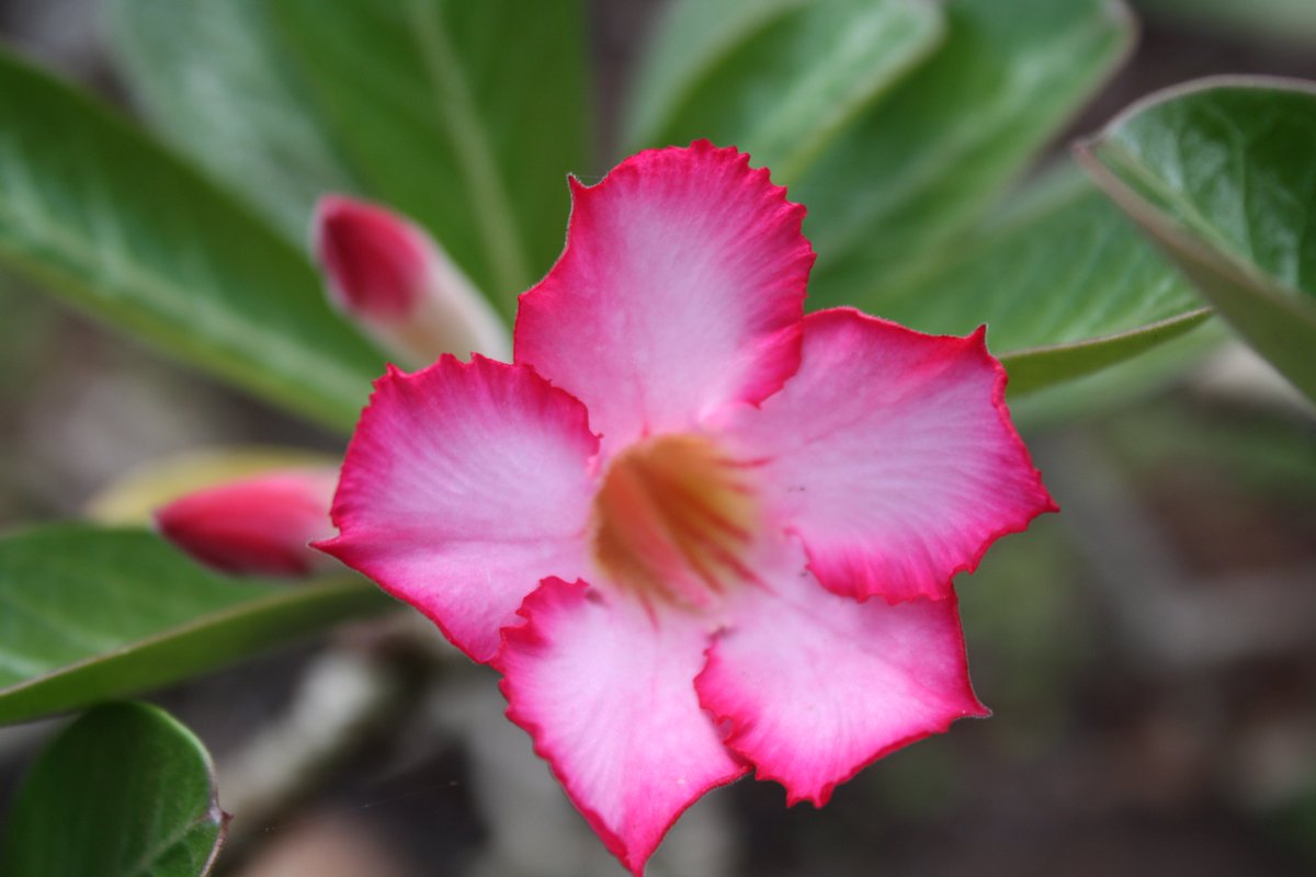 National Tropical Botanical Garden tweet media