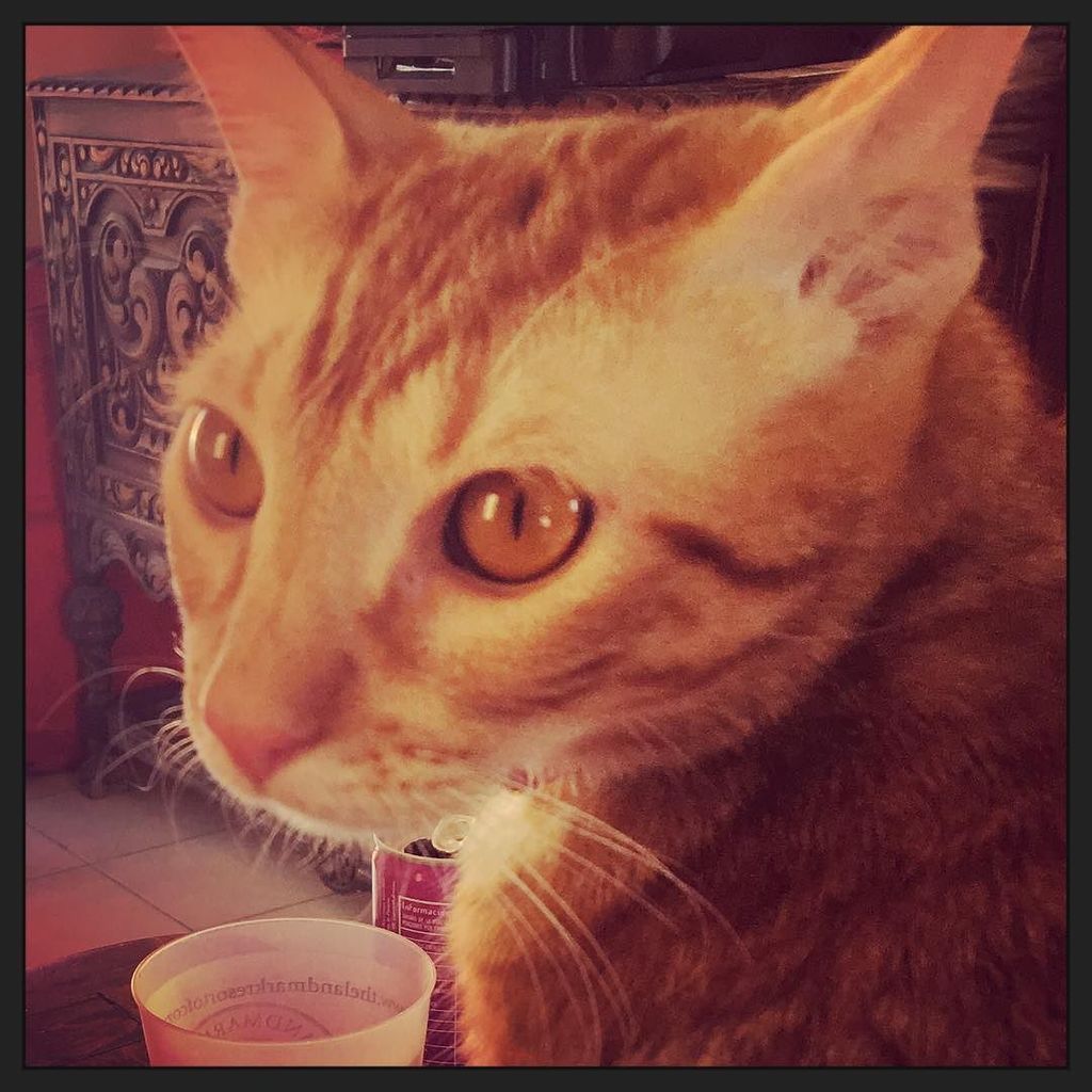 AmyQm's tweet photo. I am not Any #Cat ... I am #OmegaTheCat , totally inloved with my pretty #kitty 😍❤️ #catlover #cats #catseye #insta… https://t.co/5kjHUo4XSp