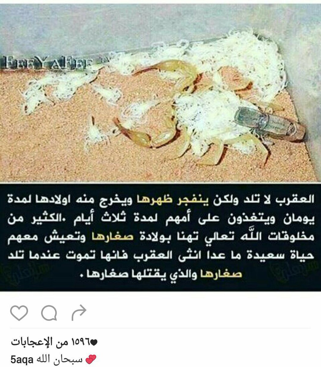 Aborafeef999's tweet photo. https://t.co/WFDUsybDSN