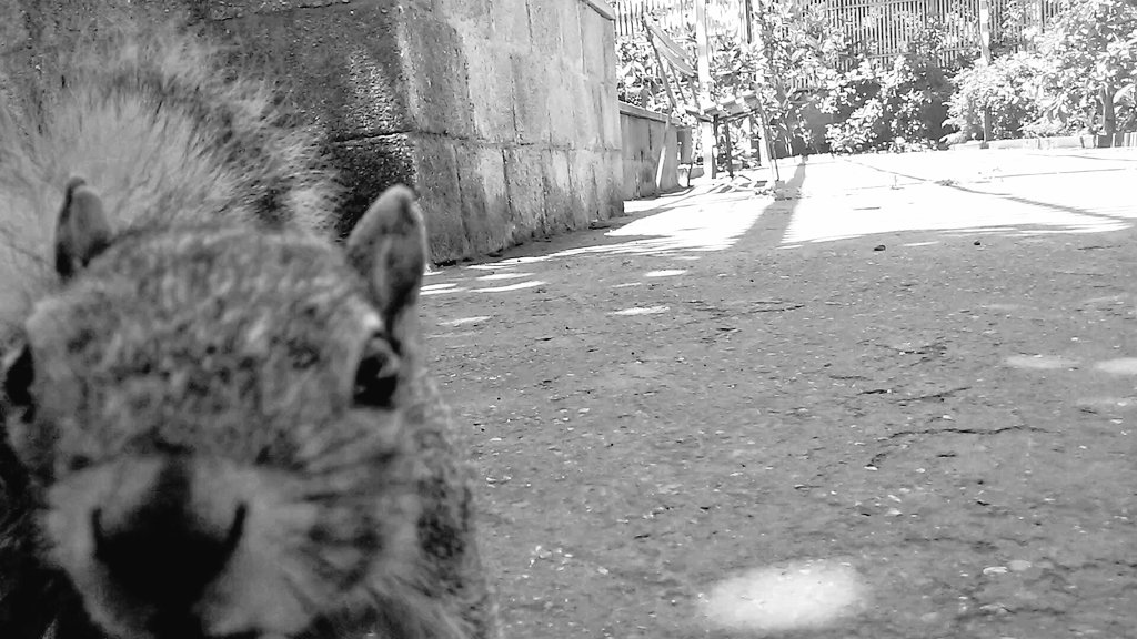 DaCarla_'s tweet photo. heard a roar,saw a mouth
wideopen,stretched, clenched,monster 8yrs out of diapers,father followed;chasing geese https://t.co/uM8DFMDfyu