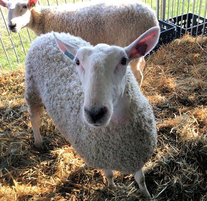 FairsDirectory's tweet photo. The Waukesha County Fair opens today in Waukesha, WI and runs to July 24th. Have a great fair! @WaukFair #WIfairs https://t.co/OwvjooJNRt