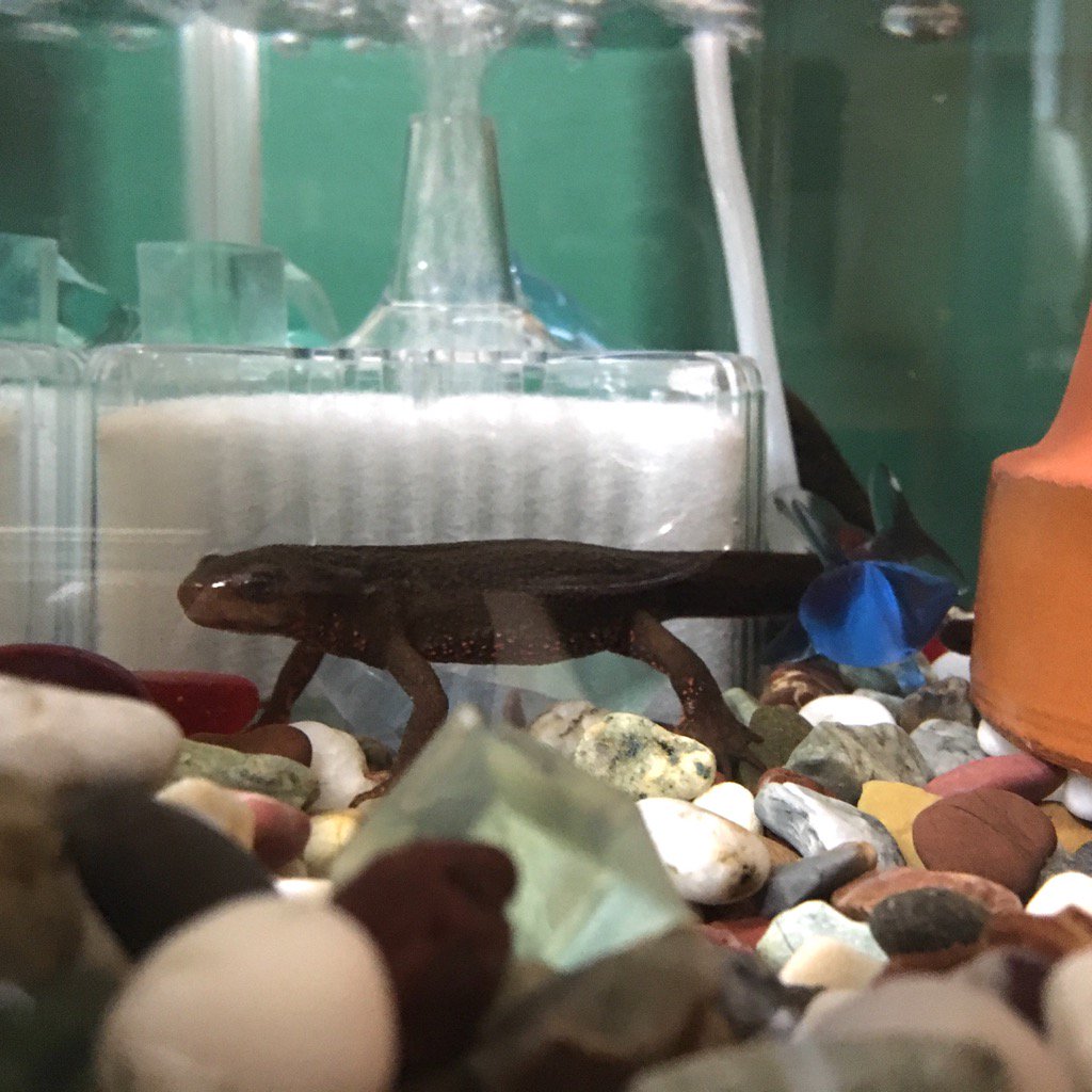 greenriverfrog tweet picture