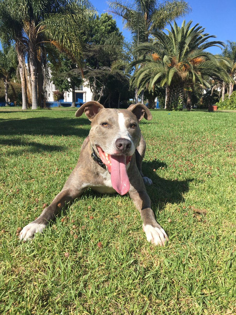 Happy #HumpDay !!! <a href="/Pitbullsofinsta/">Pitbullsofinstagram</a>