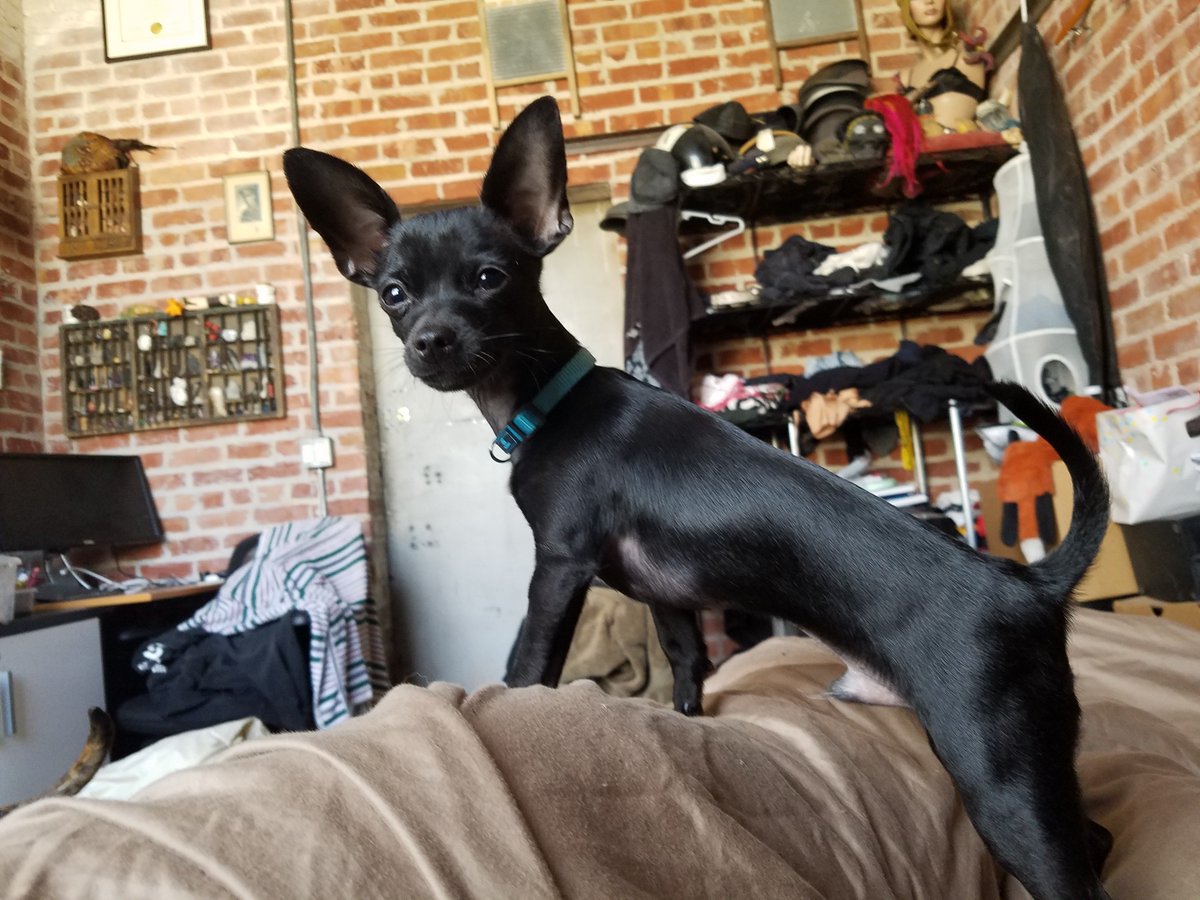 SFACC's tweet photo. It looks like #MyWeirdDog has found a name that sticks #TheDude- his adopter calls him the coolest Chihuahua ever 🎳 https://t.co/NerpIGz7NT