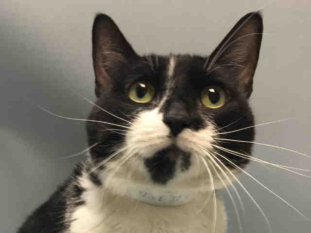 brendaoncats's tweet photo. SOS! #NYC SAVE FRIENDLY GENTLE RESPECTFUL PARRIS BEFORE TOO LATE! #ADOPT #FOSTER #PLEDE https://t.co/ViypMUNseJ https://t.co/JSERCSDhT8