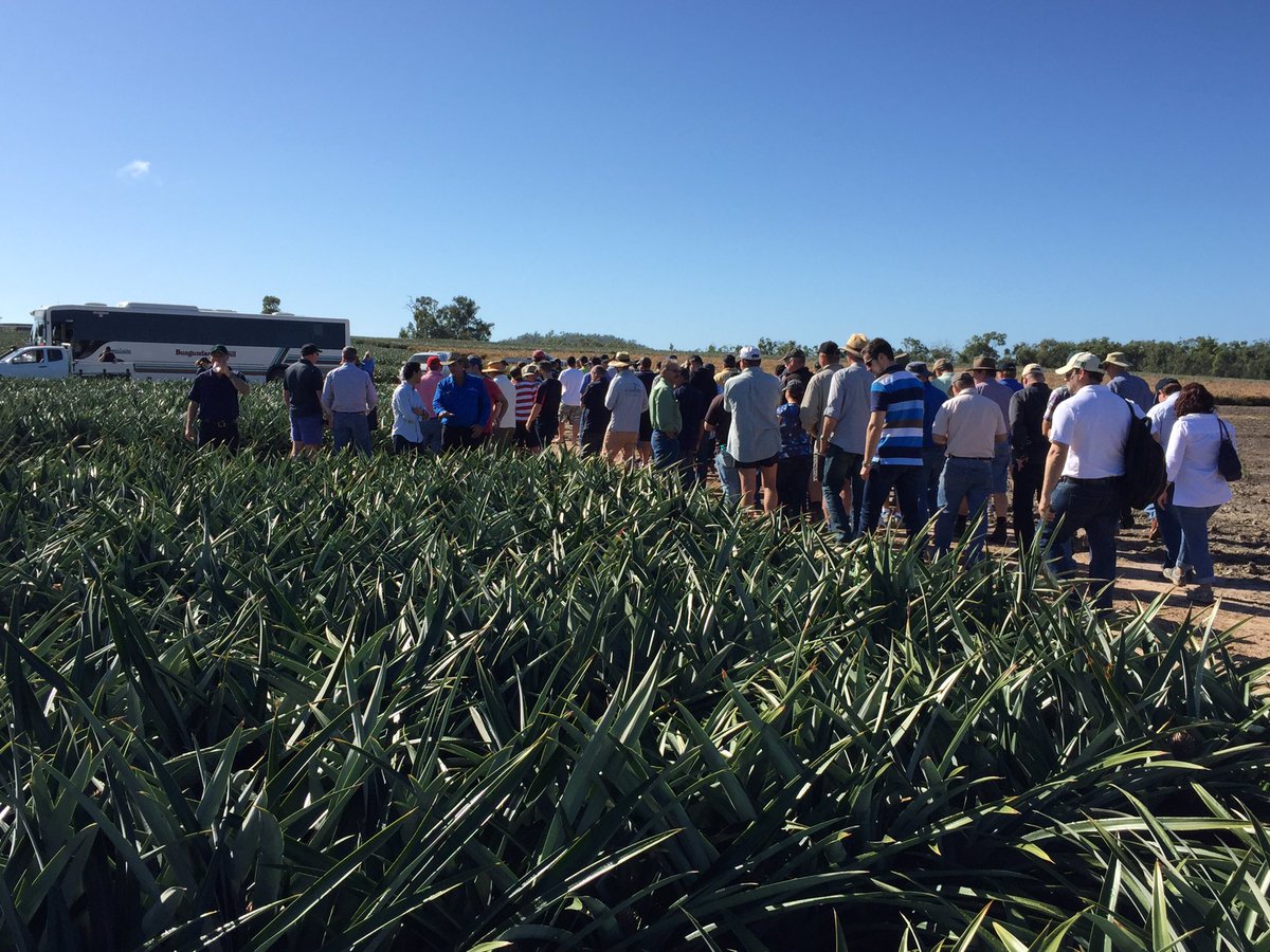 GoodFruitandVeg's tweet photo. Yeppoon turns on a top day for a visit to Peter Sherriff's #pineapple farm for the #PFD2016. @growcom https://t.co/mQI0kjDdEl