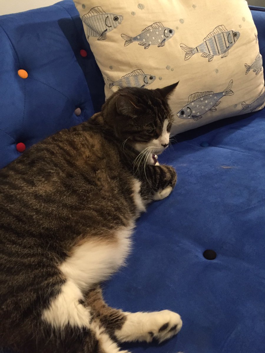 PurpledPheasant's tweet photo. Back at @Southampton_Inn hanging out with #Clyde #cat #Hamptons https://t.co/uUd0i370Of