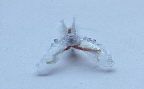 A Sea Slug's Mouth Muscles Power This 3D-Printed Robot bit.ly/29VWaB9