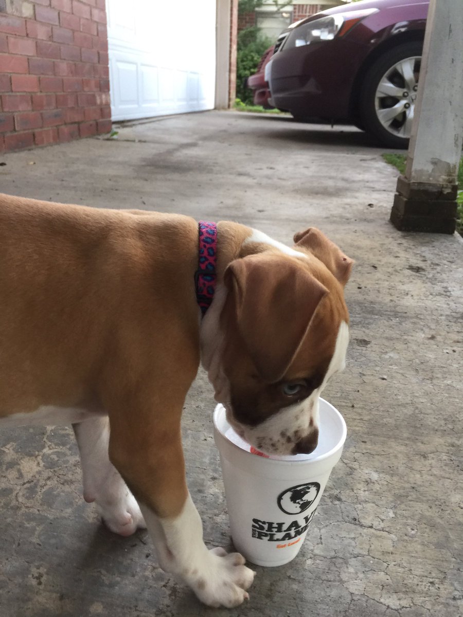 Jewelzthepit's tweet photo. Having a little @_ShavethePlanet on this warm evening!  It's the best!!! #warmsummernights #puppy's lifetime https://t.co/d7kFz8TRlx