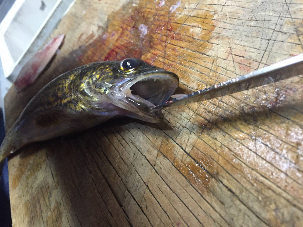 SiriousB1's tweet image. "Hello. I am fish." @JeffersGlass #fishfish #ElyTrip