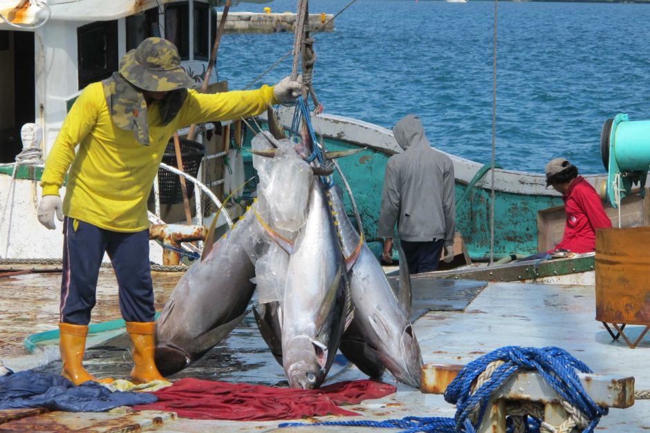 BD_Stew's tweet photo. #Pacific #bluefin #tuna species could become #extinct without #fishing ban, NGO warns https://t.co/wwA4gGeVg9 https://t.co/YpBdMGnOoo