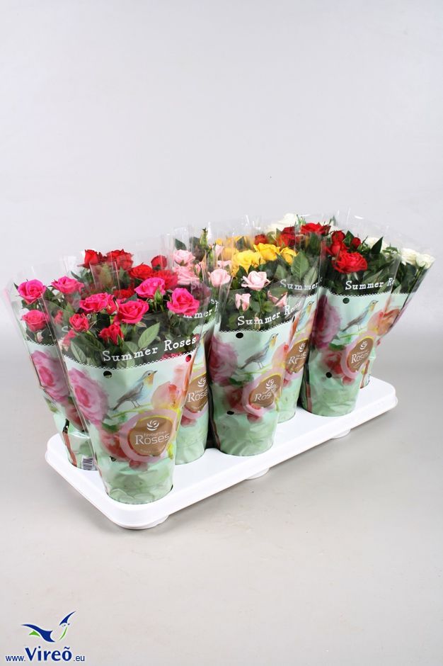 Vireoplantsales's tweet photo. Nu te bestellen via @FloraMondo en @FH_PlantConnect: de #Potroos in #Summerhoes! #FloraMondo https://t.co/URiXtk4gUr