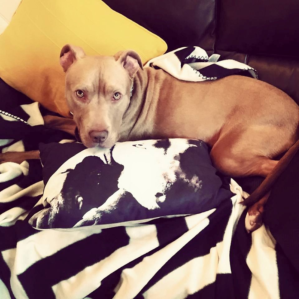 thismorning's tweet image. Hank, the #DeathRowDog risks being killed against his owner's wishes. What would you do to save your dog?