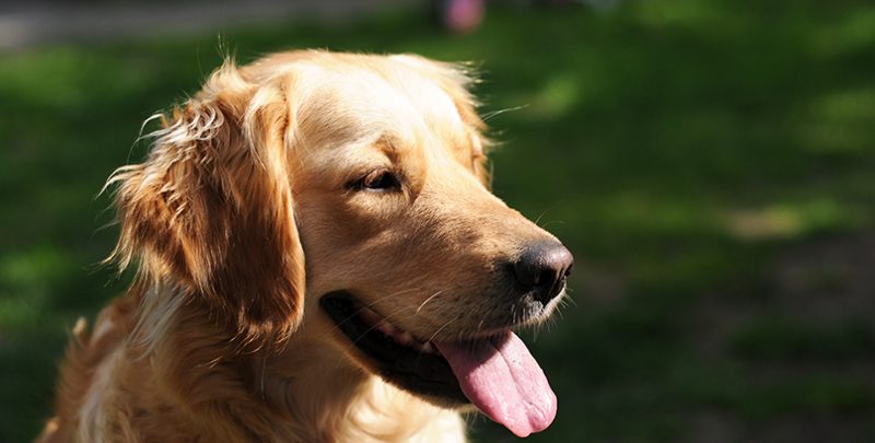 doggysdigest's tweet photo. Are Probiotics Safe for Dogs? - https://t.co/YAUTMoNiJv https://t.co/fRkHtpZIeo