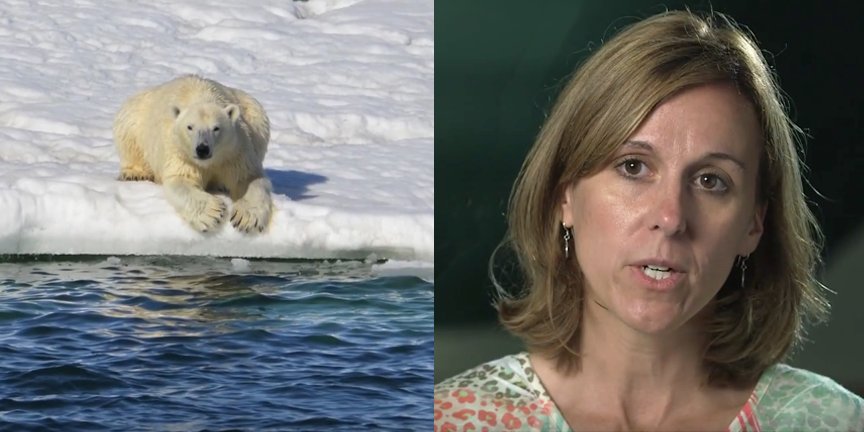 FrontierSi's tweet photo. #AnchorageEvents Aug.9 free โ Karyn Rode #SharingScience #SciEd @USGSArctic #polarbears https://t.co/5yGF5yQKZl https://t.co/gcFgvxV92i