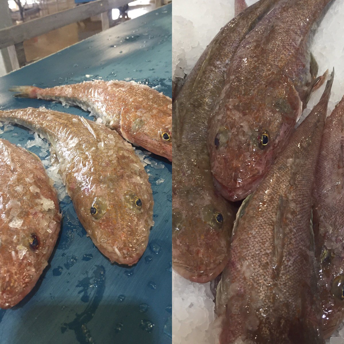 LEFCOL's tweet image. Flathead from the boat to the belt to the ice ready for you! Come down Saturday before they swim away @SlowFoodMelb