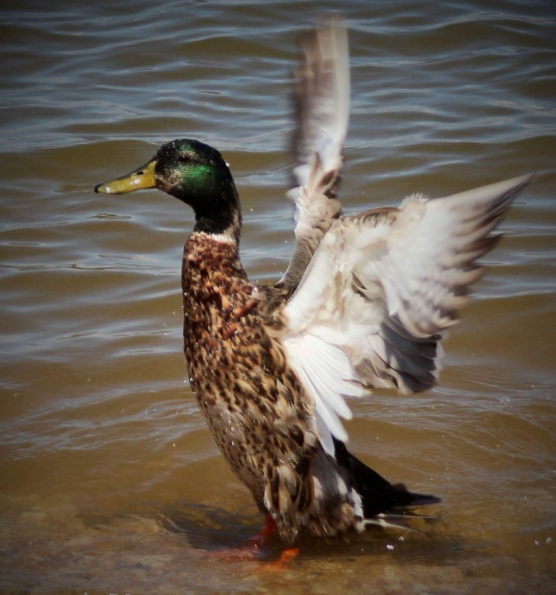 btravisRealtor's tweet photo. #outdoors #waterfowl #ducks #photography #nature https://t.co/PPOxLmvdf2