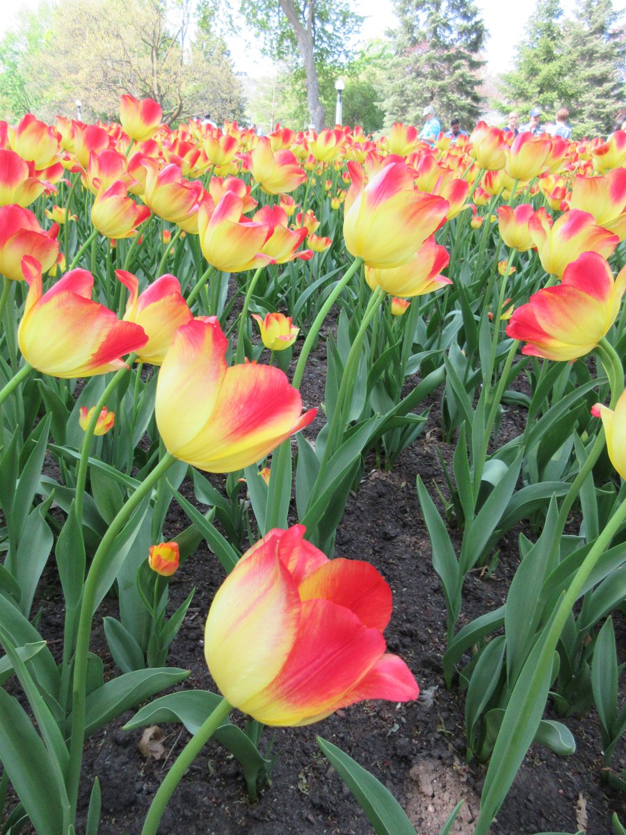 J_Korczynski's tweet photo. Loved taking pictures of the tulips in Ottawa!! 🌷☀💐 #LesTulipes #ExploreProgram #Ottawa https://t.co/Mm2ULcSn7o