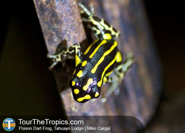 ThinkJungle's tweet photo. Poison Dart Frog in the Tahuayo Reserve near the Tahuayo Lodge • #Peru • See Lodge https://t.co/kSUjUK2bUH https://t.co/h6BJB4K7oe