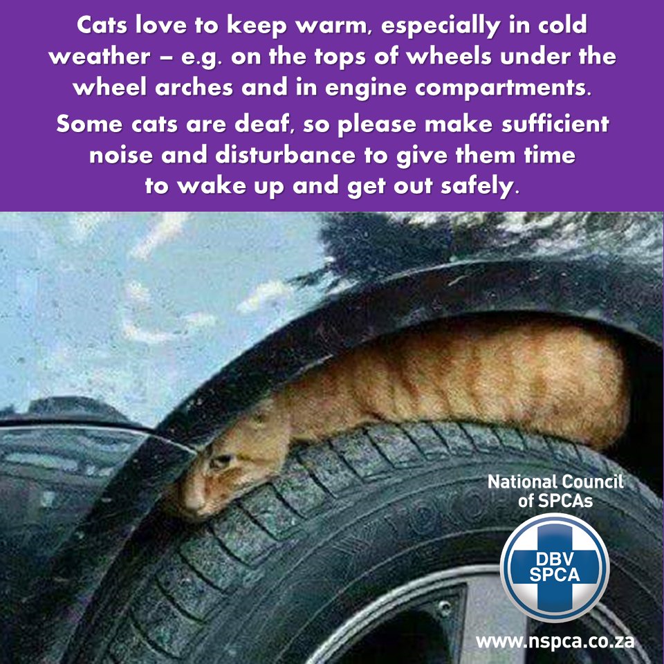 NSPCA_SA's tweet photo. Remember to check your #Car for #cats in the morning 🐱 https://t.co/QYlEHWN4H6