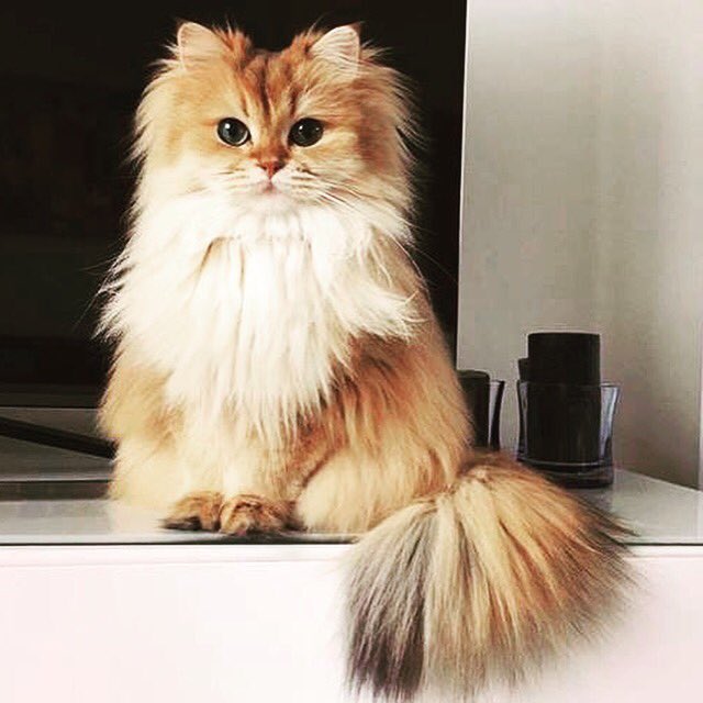 amandal229's tweet photo. #catgoals https://t.co/WkiDADWtcj