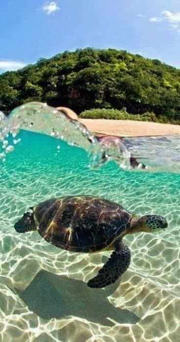 eleroccablog's tweet photo. Want to see Sea Turtles in the #Hawaii? So, It's time to #travel! #lovetravel https://t.co/QUwO5d1MxJ