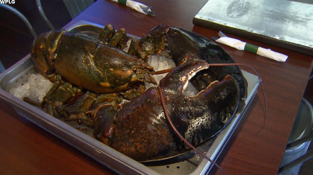 ABC's tweet image. Group saves 110-year-old lobster from someone's dinner table at South Florida restaurant. abcn.ws/29OSEJI