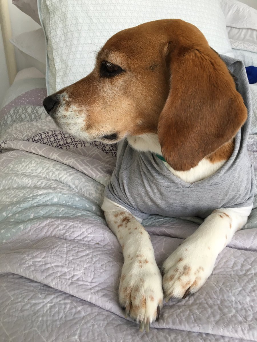 NewberryEllen's tweet photo. I bought my dog a hoodie and he loves it #barksity01 https://t.co/DuKiuefgeJ