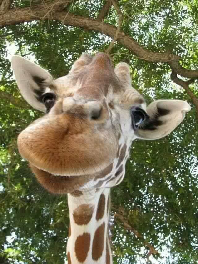 billiesbby_'s tweet image. J&apos;vous met des photos de girafes comme ça. J&apos;trouve qu&apos;on en voit pas assez dans nos TL