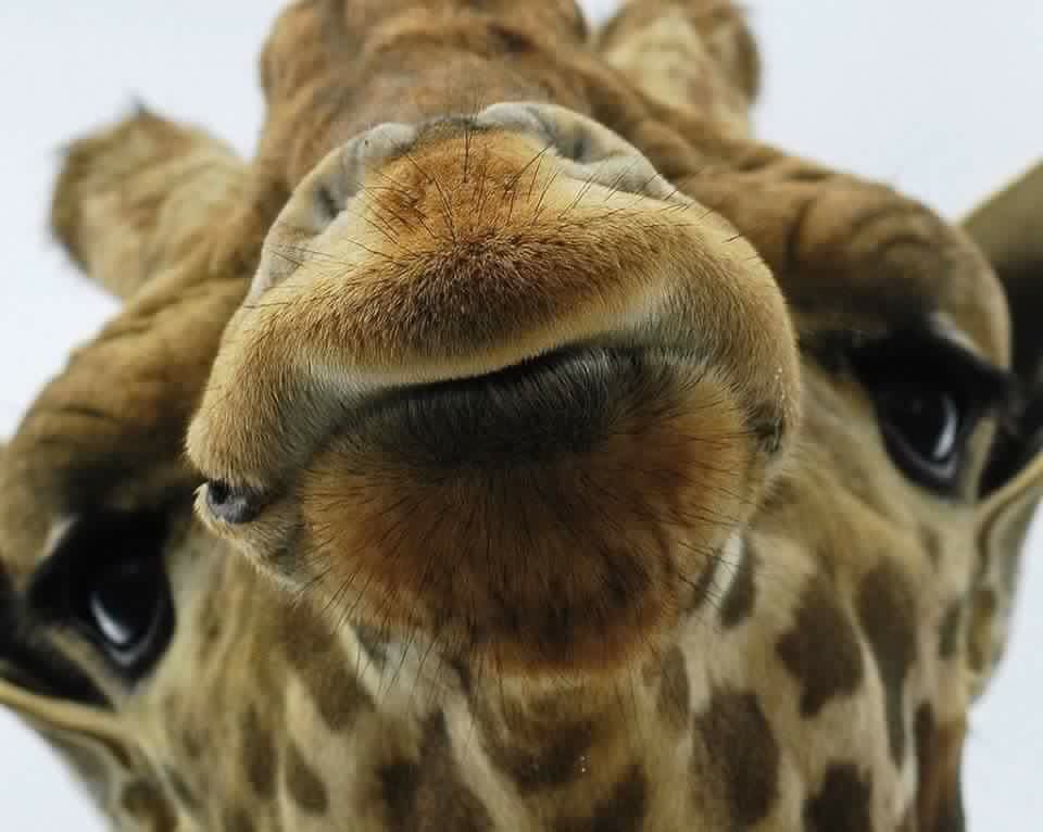 billiesbby_'s tweet image. J&apos;vous met des photos de girafes comme ça. J&apos;trouve qu&apos;on en voit pas assez dans nos TL