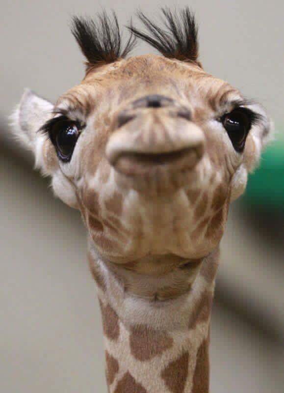 billiesbby_'s tweet image. J&apos;vous met des photos de girafes comme ça. J&apos;trouve qu&apos;on en voit pas assez dans nos TL