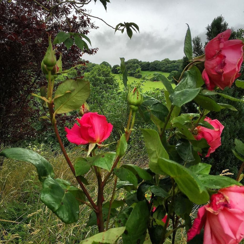 dawnkurtagich's tweet photo. Roses are... Pink, violets are blue, today's not so hot, yabbadabbadoo!!!! #lesshot #coola… https://t.co/zrIrbdABUg https://t.co/M0Mgq5uJZJ