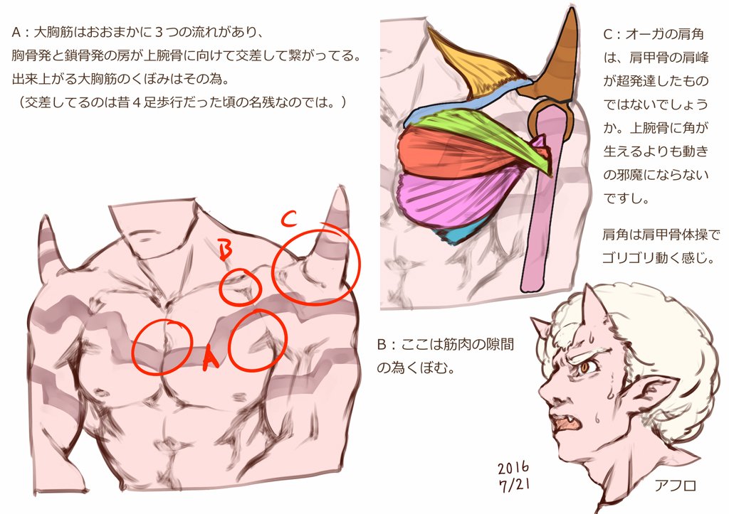 典樹 Tenju さんのツイート 肩まわりの動きの確認06 大胸筋 Croquis Dq10 オーガの肩角は 上腕骨や鎖骨よりは 肩甲骨の肩 峰 から伸ばすのが動きの邪魔にならずちょうど良さそう 筋肉に囲まれた強堅な肩甲骨から発達した僧帽筋や三角筋にも納得 典樹 Tenju さんのツイート 肩まわりの動きの確認06 大胸筋 Croquis Dq10 オーガの肩角は 上腕骨や鎖骨よりは 肩甲骨の肩 峰 から伸ばすのが動きの邪魔にならずちょうど良さそう 筋肉に囲まれた強堅な肩甲骨から発達した僧帽筋や三角筋にも納得