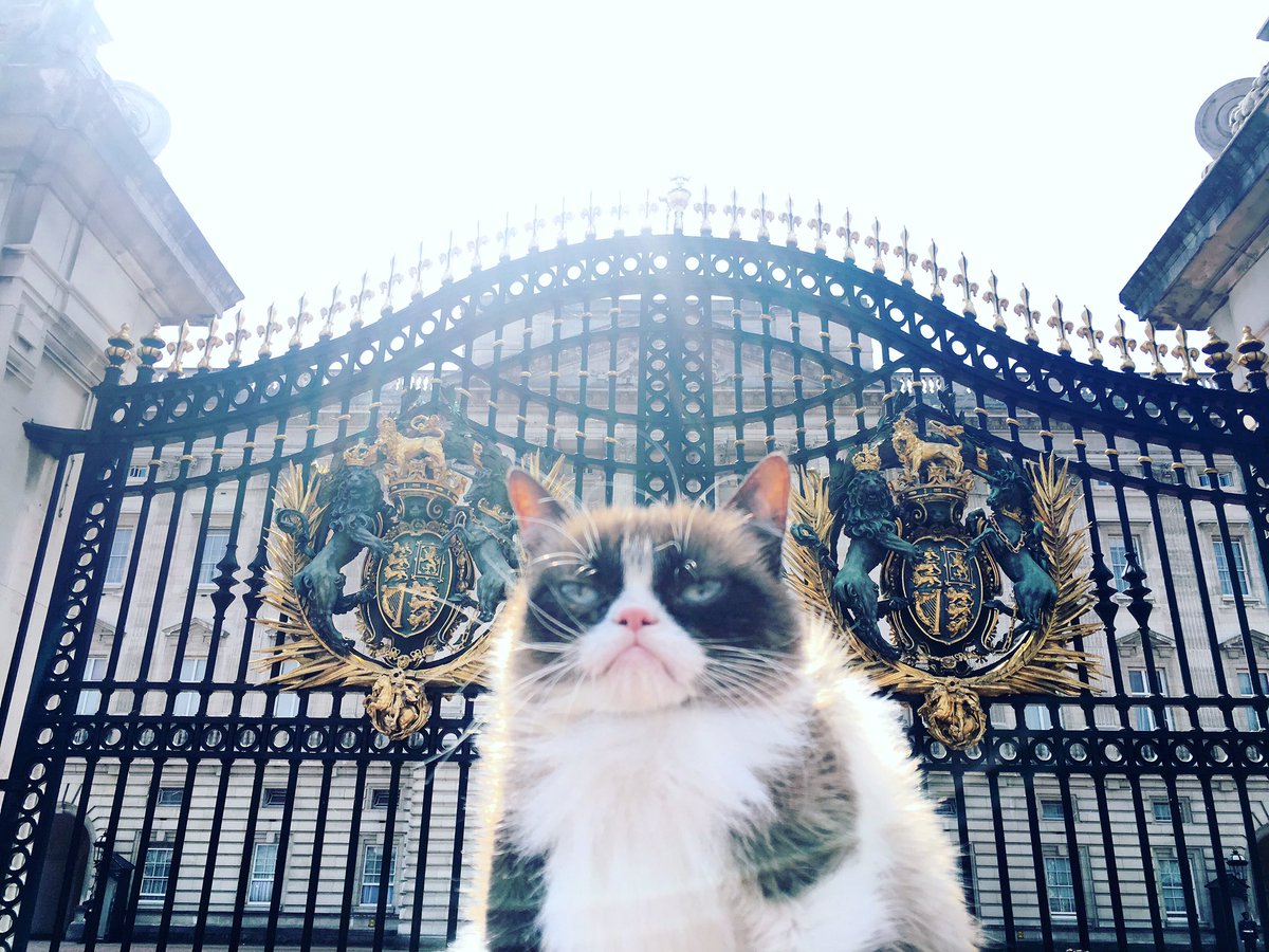 Grumpy Cat takes in the sights of London but unsurprisingly looks less