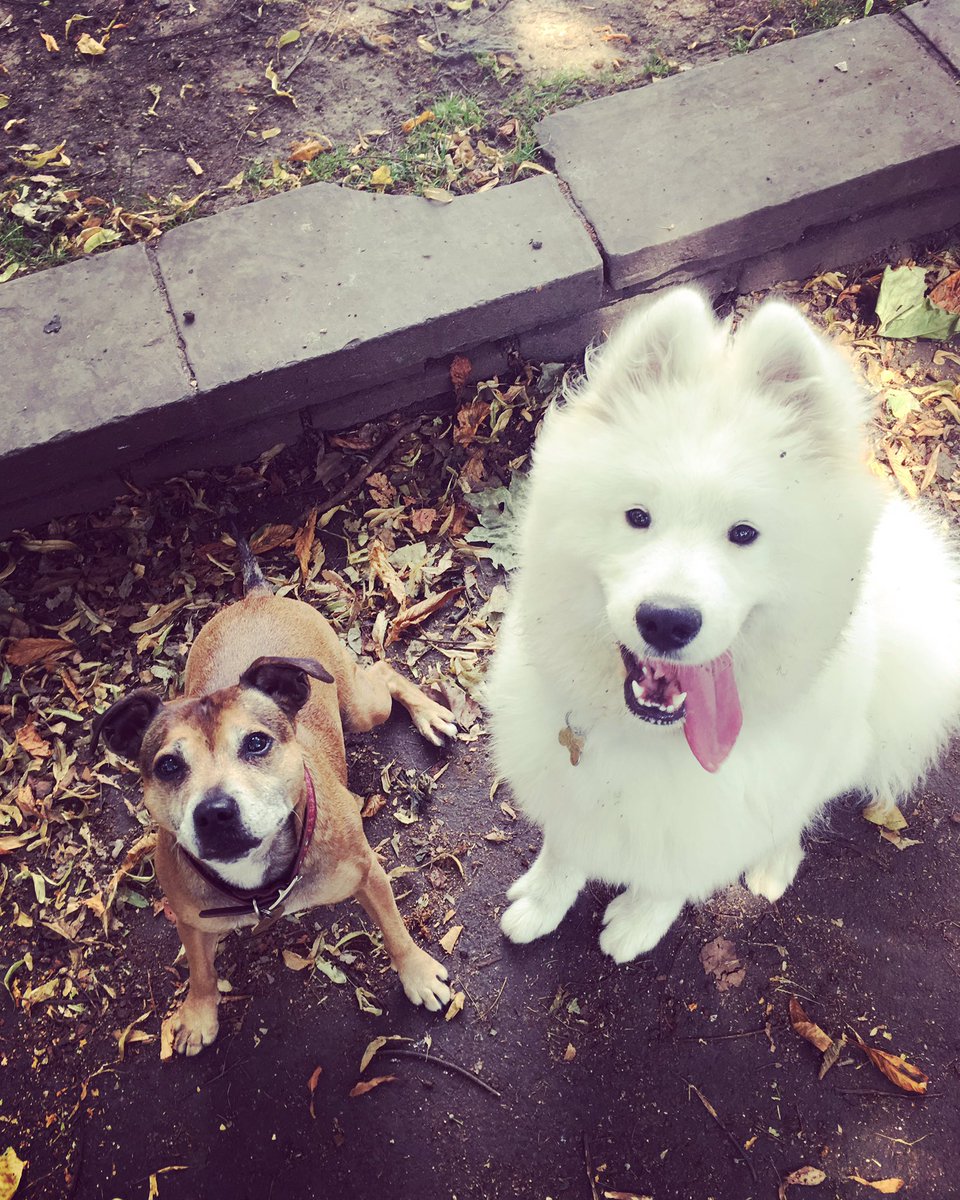 islingtondogs's tweet photo. Ella &amp; Casper ☀️ #itsadogslife #londondogs #happyhounds https://t.co/rauSqmpru3