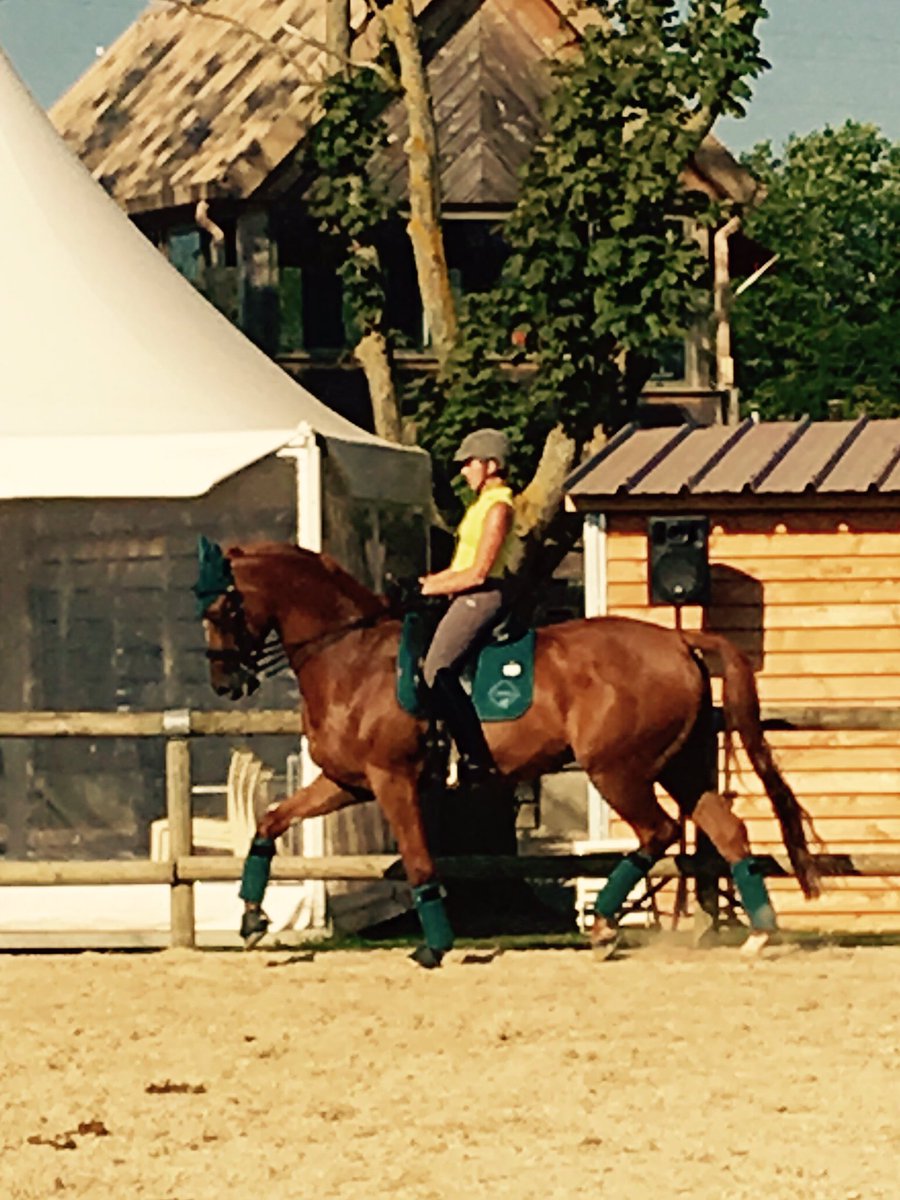 Lucy_Fallen's tweet photo. Cruise trained really well yesterday, showing off in @horsehealthcouk Le Mieux peacock #TeamLeMieux #LoveLeMieux https://t.co/RVoNUJAje8