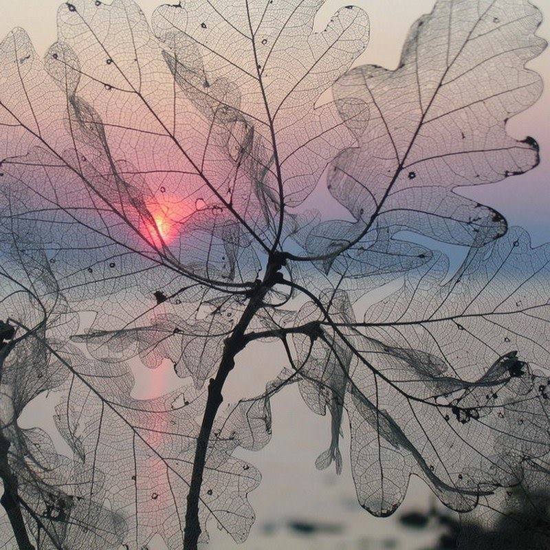 nitinramrap's tweet photo. Sunset through the leaf........by Nipomen (via @Gabriele_Corno) https://t.co/1DrYkr89Xy