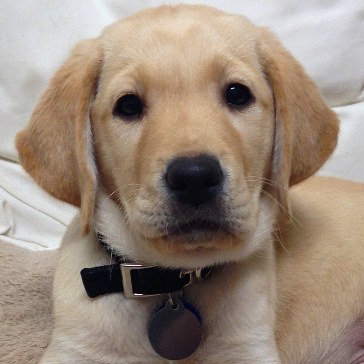 TODAYPuppy's tweet image. I've come a long way since the beginning of my journey to become a guide dog! #ThrowbackThursday