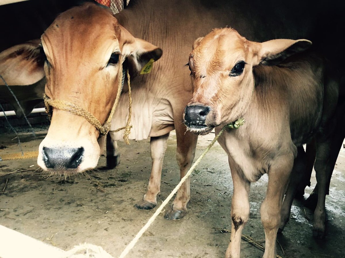 Randeep Hooda (@randeephooda) on Twitter photo 15day old vava@my friend #JayantMulay's farm, has beautiful #Sahiwal cows,best milk,For sale #Pune <a href="/VishwaDeveloper/">Vishwa Developers</a> 15day old vava@my friend #JayantMulay's farm, has beautiful #Sahiwal cows,best milk,For sale #Pune <a href="/VishwaDeveloper/">Vishwa Developers</a>