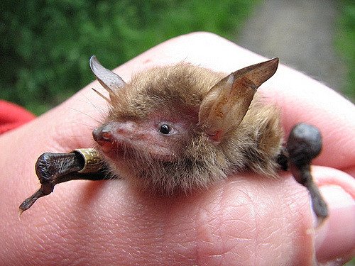 KentDownsNL's tweet photo. Go batty (if you've not already done so!) this #Sunday at the #CherryDowns #Lenham https://t.co/5VsGb8xylx https://t.co/FCpGftPkbG