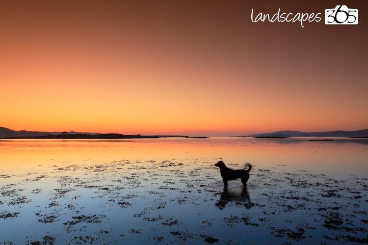landscapes365's tweet image. Skye and dogs go so well together... #coasthour @coastmag