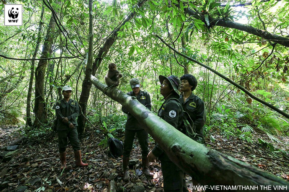 Freedom! A WWF #Vietnam forest patrol frees a baby stump-tailed macaque from a poacher's snare. #wildlifeheros