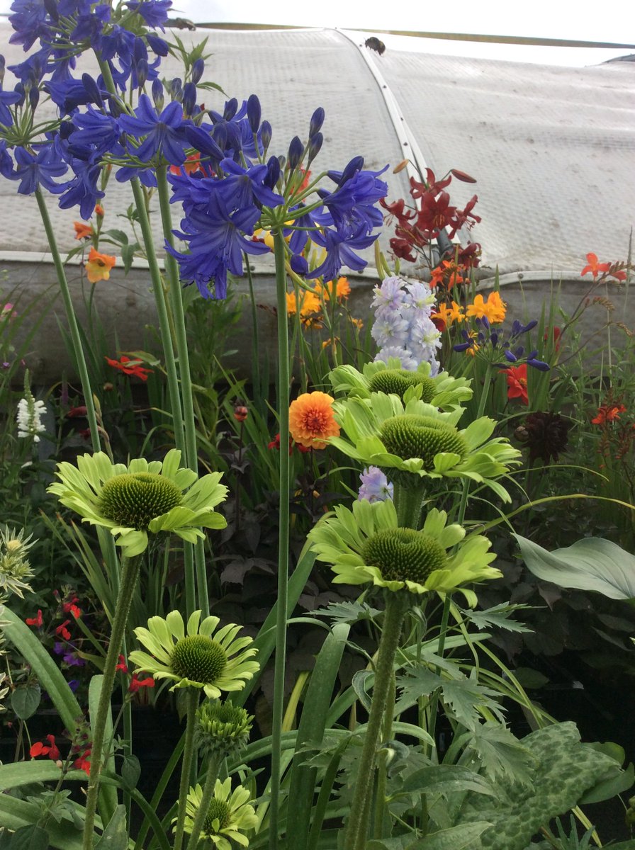 Cotswold Garden Flowers (@cgfbrown) on Twitter photo we will be taking lots of colourful plants to sell <a href="/WhichfordPots/">Whichford Pottery</a>, CV36 5PG, Sat 23rd July, 10am-5pm Come and visit we will be taking lots of colourful plants to sell <a href="/WhichfordPots/">Whichford Pottery</a>, CV36 5PG, Sat 23rd July, 10am-5pm Come and visit