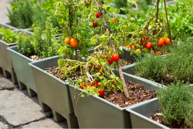 efectoverde's tweet image. Descubre la facilidad con la que crece el jimotate en las #EcoMacetas bit.ly/EVmanual