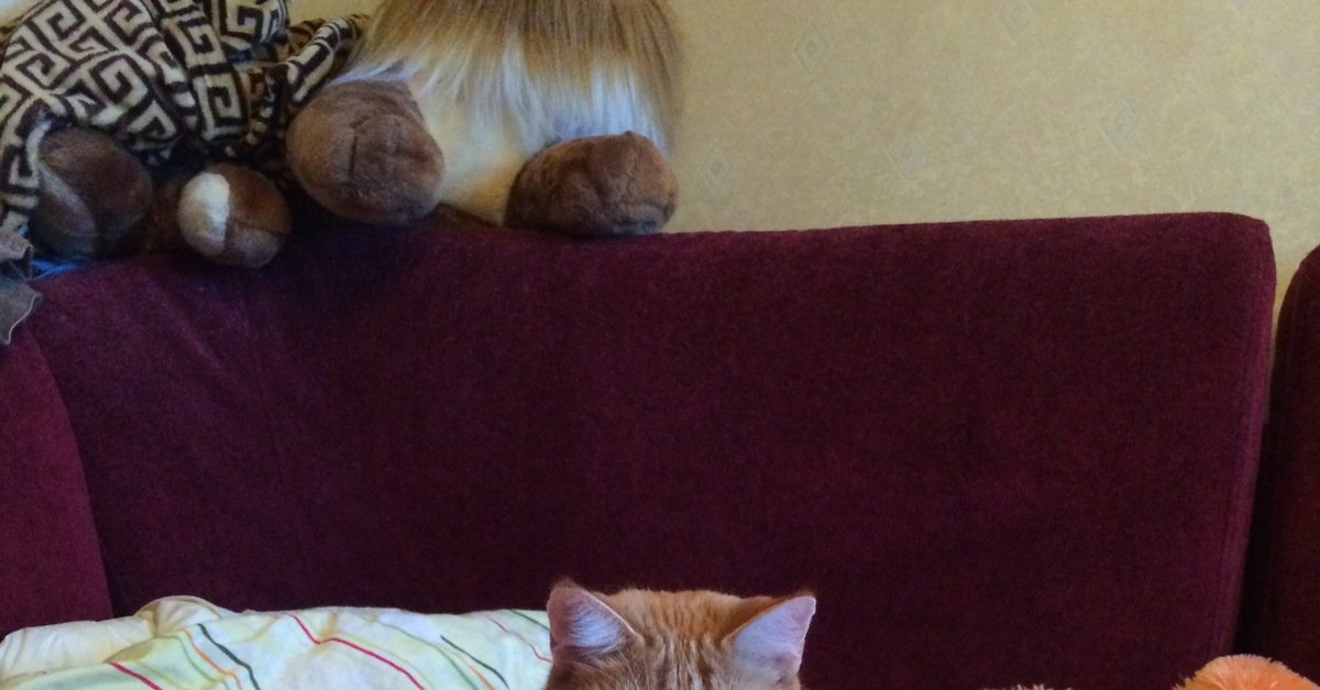 pikabu_official's tweet image. #Удобство: Протестируем так сказать добавление с мобильного. Кот мой, тэг моё. dlvr.it/Lrk6r9