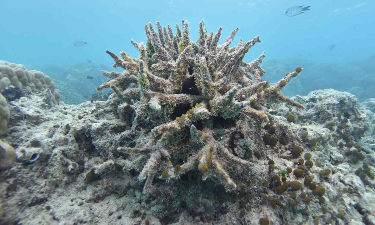 350's tweet photo. Heartbreaking -- "Complete ecosystem collapse” is seen on parts of the Great Barrier Reef https://t.co/uOqh3sO0x6 https://t.co/lIYCdbGQjU
