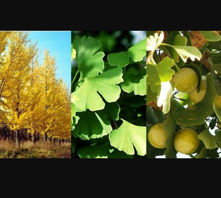XloolCavazos's tweet photo. Ginkgo "fósil viviente" vive desde el periodo jurásico. https://t.co/IhaGtpfUlL