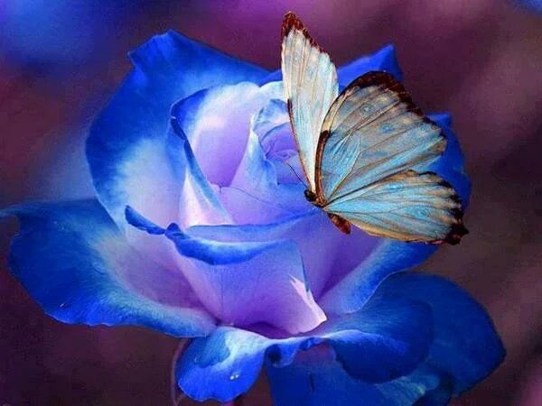 MarcelaRocha_25's tweet photo. Que la esperanza la fé y la alegria no se pierda nunca, mientras uno la conserve todo resultara positivo.😘💗💗
#AS45 👍 https://t.co/XjybiCvmTI