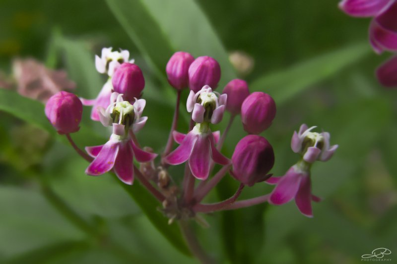 JB's Native Garden🦋 tweet media