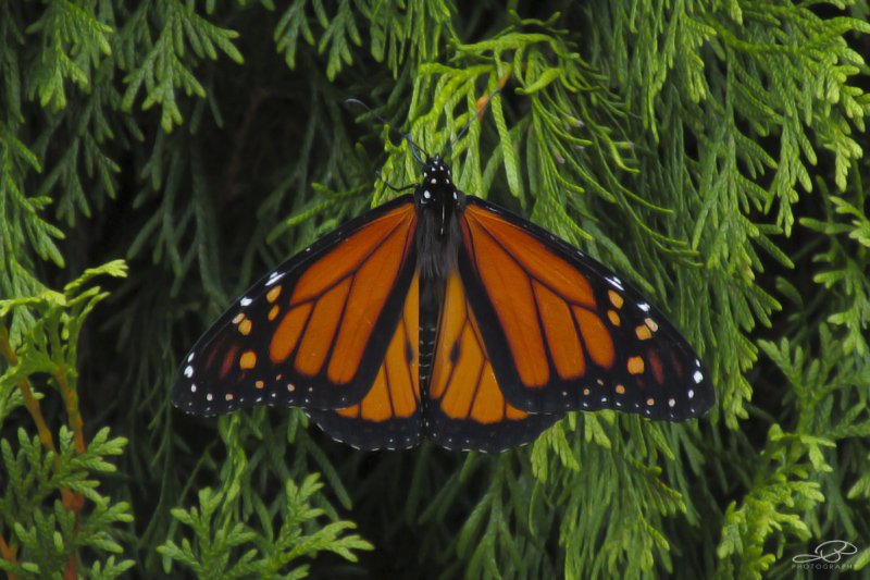 JB's Native Garden🦋 tweet media